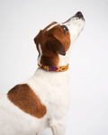 Allegance - Collare Cane Mini - 30cm - Maison Canina