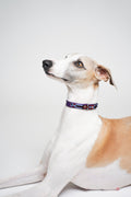 Allegance - Collare Cane Mini - 40cm - Maison Canina
