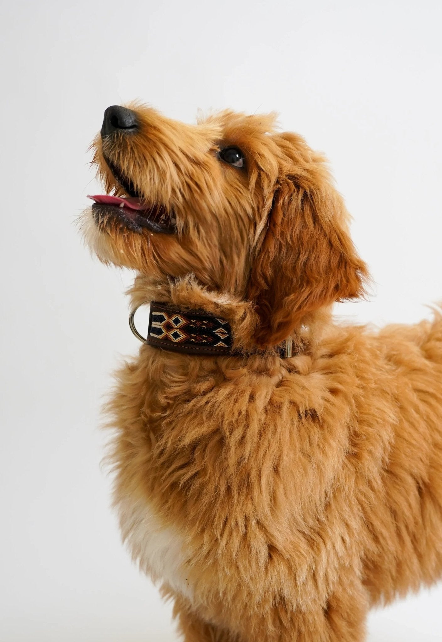 Allègresse - Collare Cane Maxi - 50cm - Maison Canina