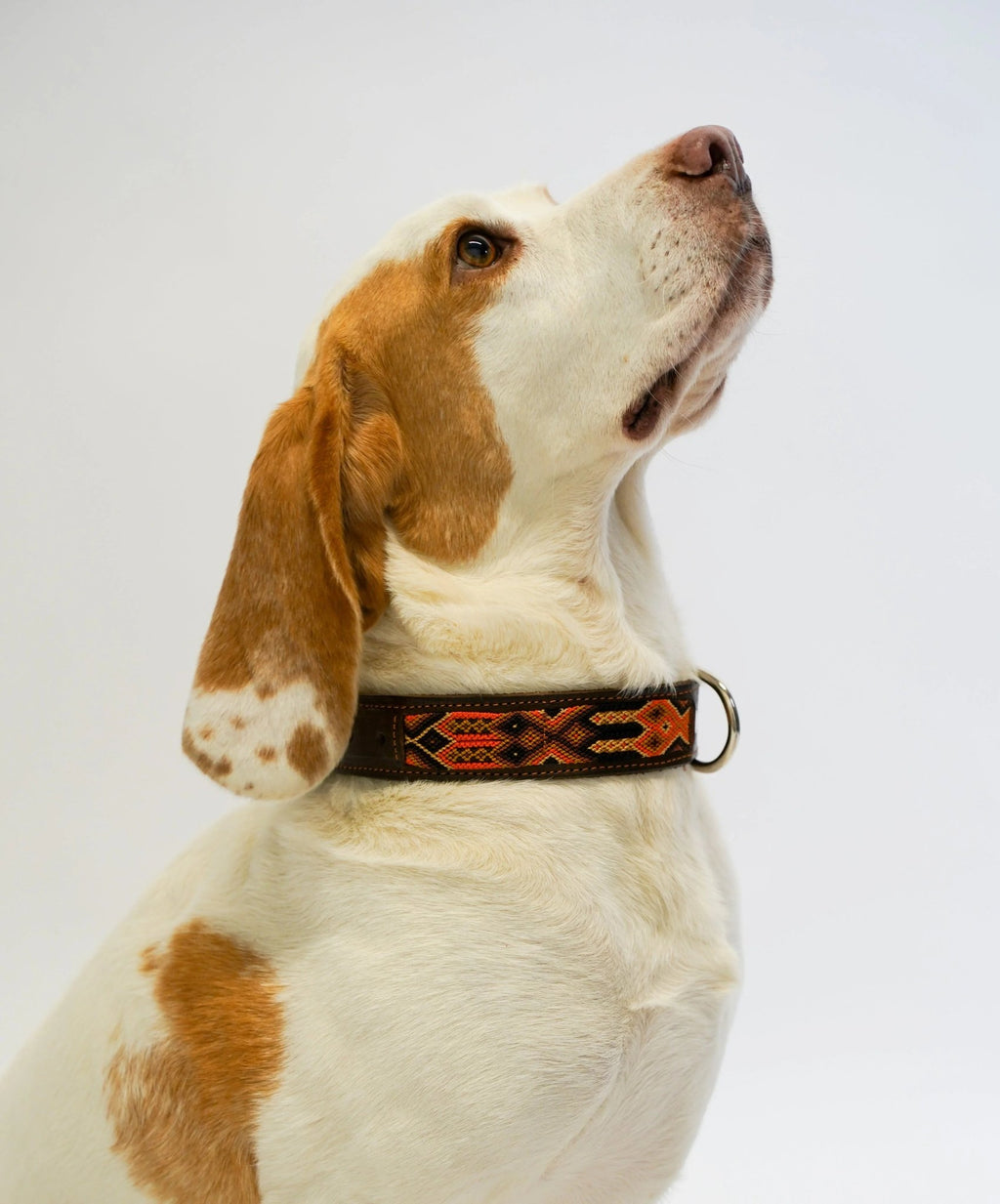 Allègresse - Collare Cane Maxi - 55cm - Maison Canina