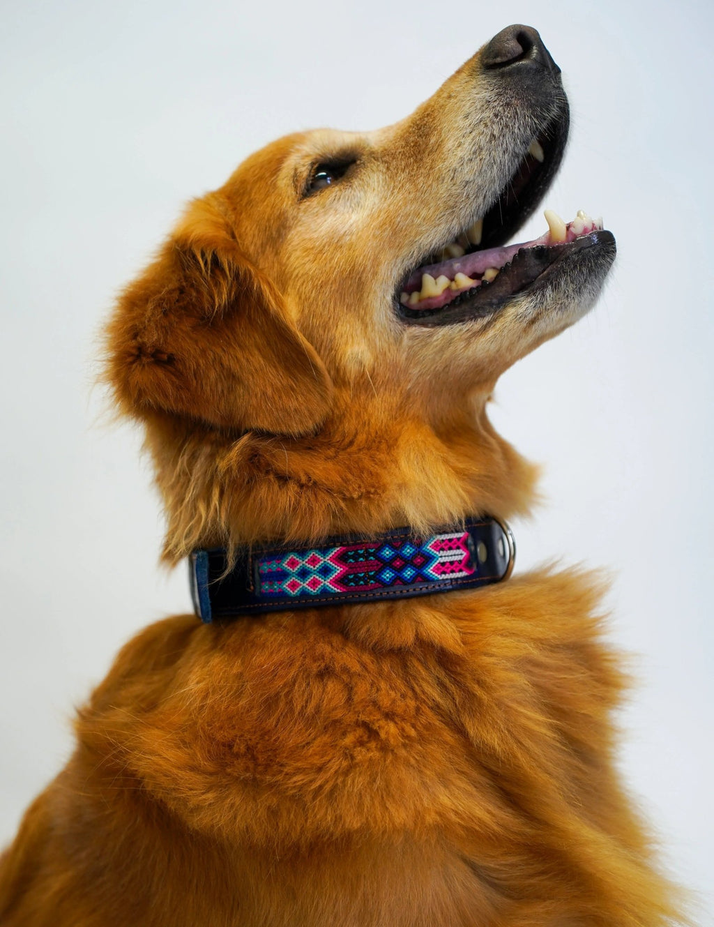 Allègresse - Collare Cane Maxi - 60cm - Maison Canina