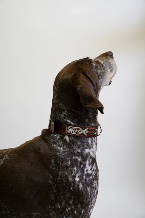 Allègresse - Collare Cane Maxi - 65cm - Maison Canina
