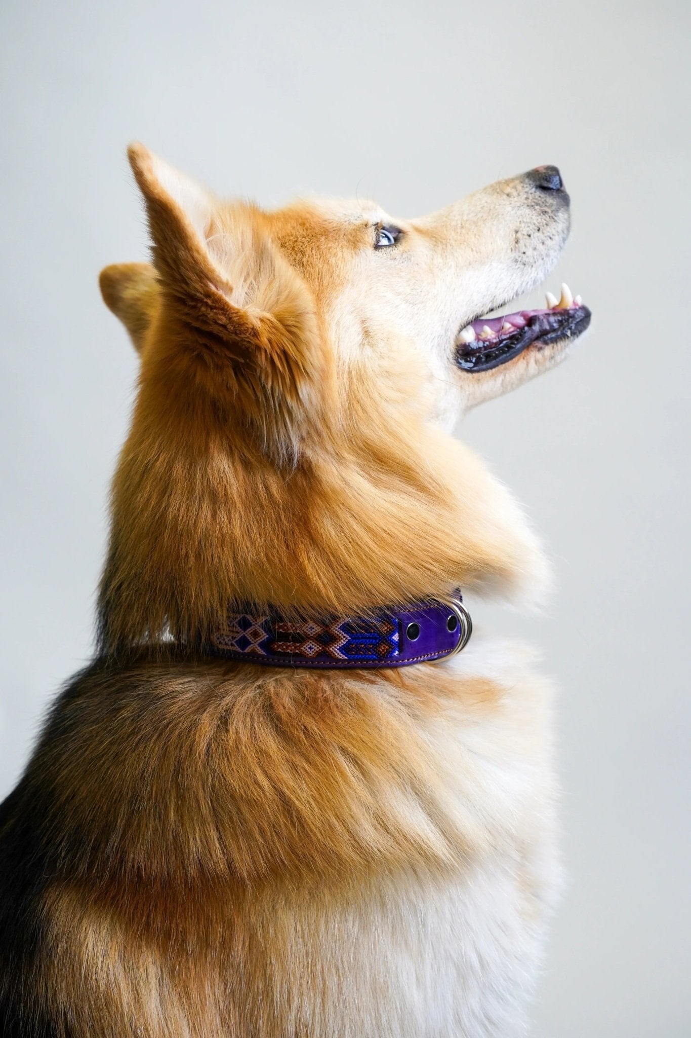 Allègresse - Collare Cane Maxi - 70cm - Maison Canina