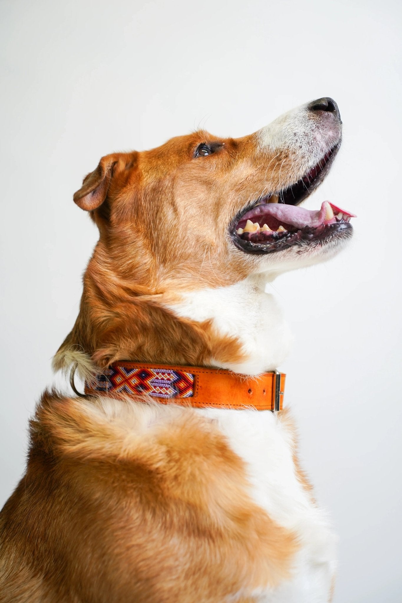 Allègresse - Collare Cane Maxi - 75cm - Maison Canina