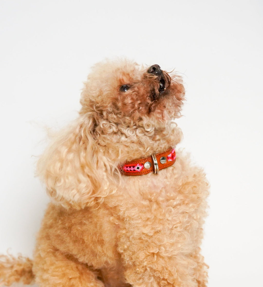 Bonheur - Collare Cane Midi - 35cm - Maison Canina