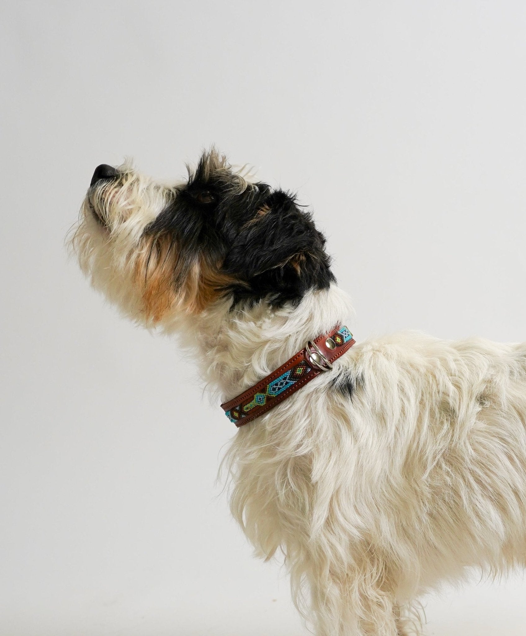 Bonheur - Collare Cane Midi - 40cm - Maison Canina