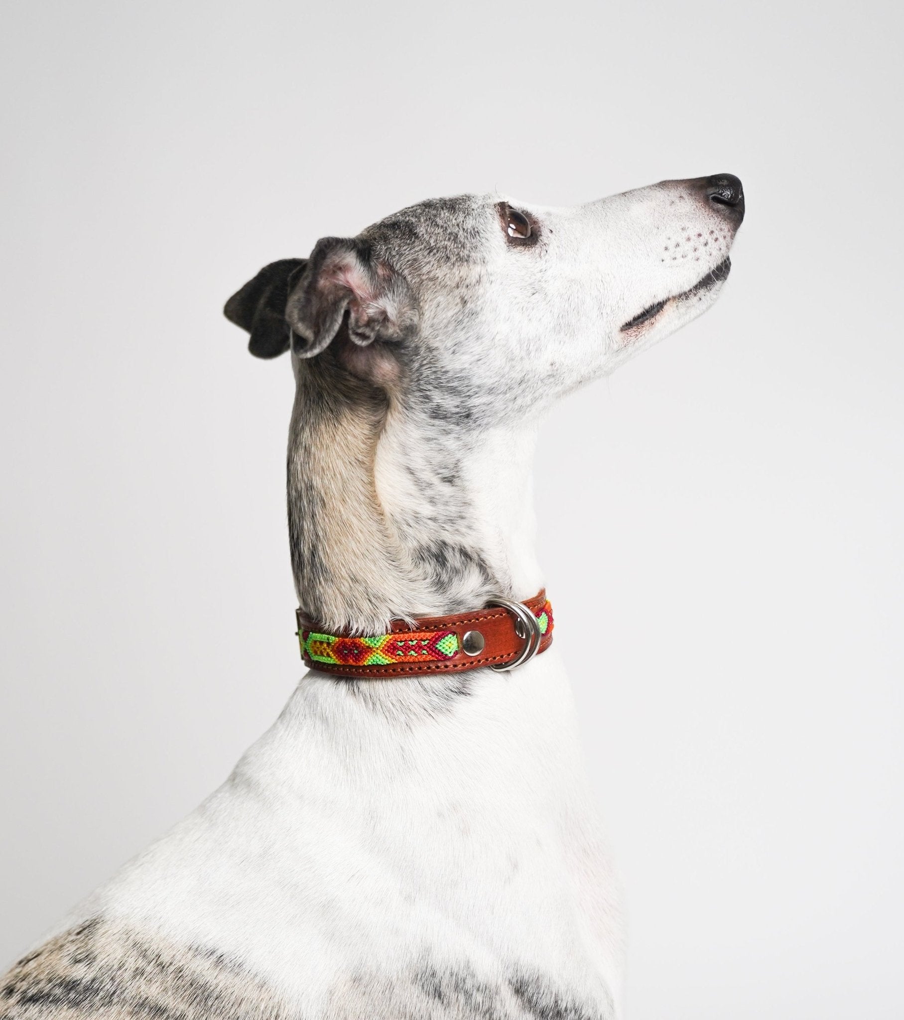Bonheur - Collare Cane Midi - 50cm - Maison Canina